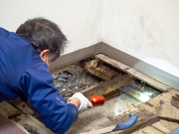 Best Office Mold Removal Services  in Heber Springs, AR