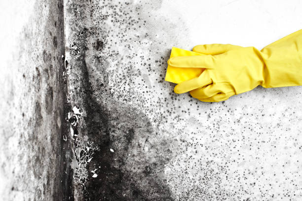Best Home Mold Removal  in Heber Springs, AR