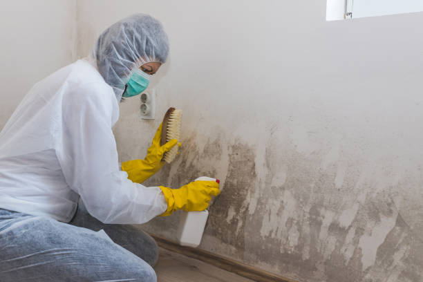 Best Residential Mold Removal  in Heber Springs, AR