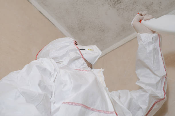Best Same-Day Mold Removal  in Heber Springs, AR
