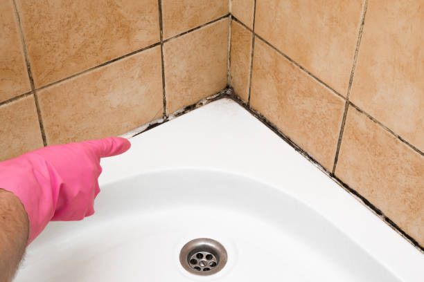 Trusted Heber Springs, AR Mold Removal Experts